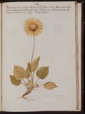 Anteprima dell'oggetto