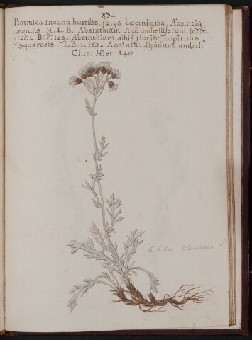 Anteprima dell'oggetto