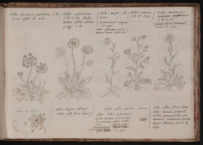 Anteprima dell'oggetto