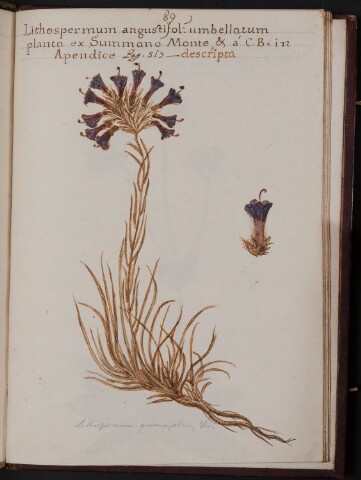 Anteprima dell'oggetto