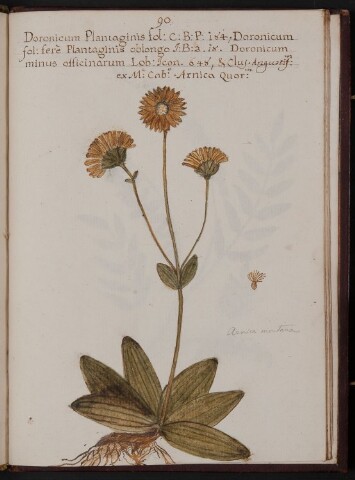 Anteprima dell'oggetto