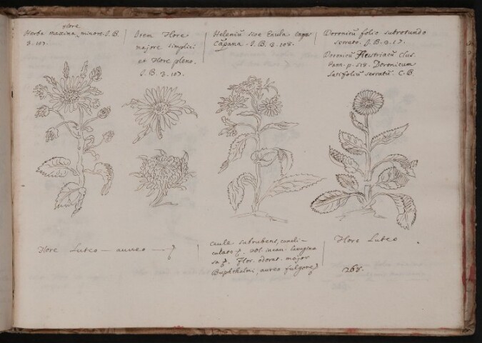 Anteprima dell'oggetto