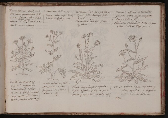 Anteprima dell'oggetto