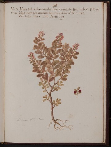 Anteprima dell'oggetto