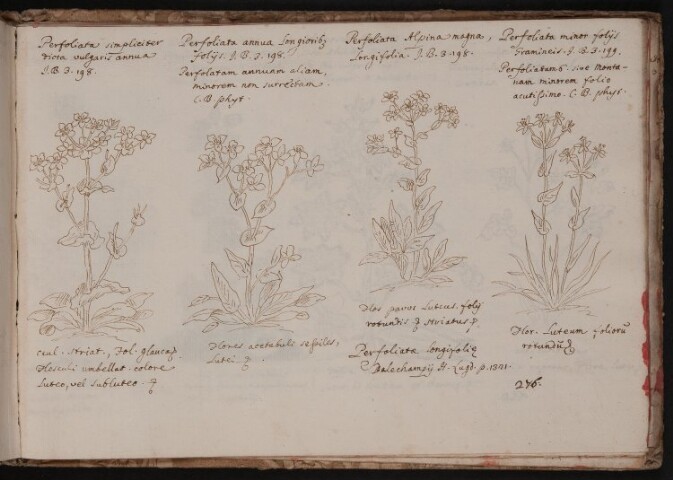 Anteprima dell'oggetto