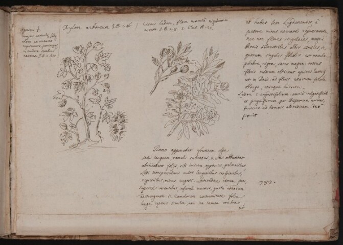 Anteprima dell'oggetto