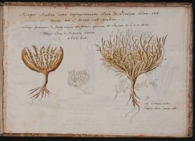 Anteprima dell'oggetto