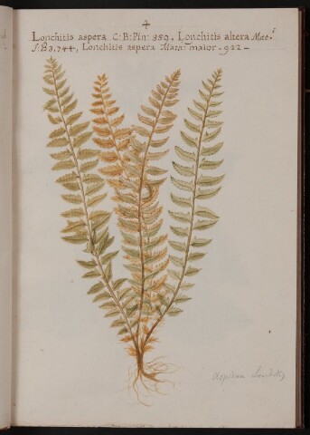 Anteprima dell'oggetto