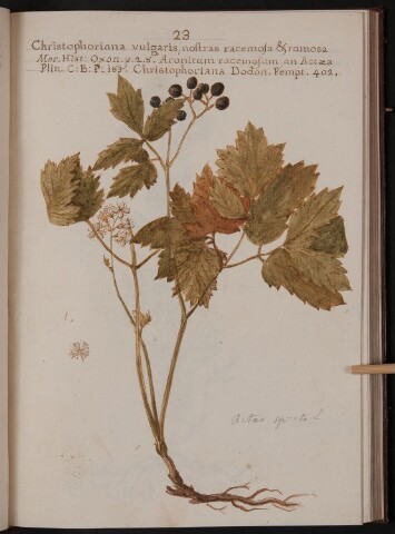 Anteprima dell'oggetto