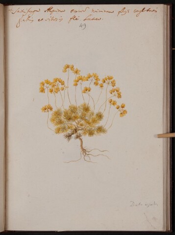 Anteprima dell'oggetto