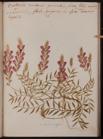 Anteprima dell'oggetto