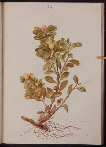 Anteprima dell'oggetto