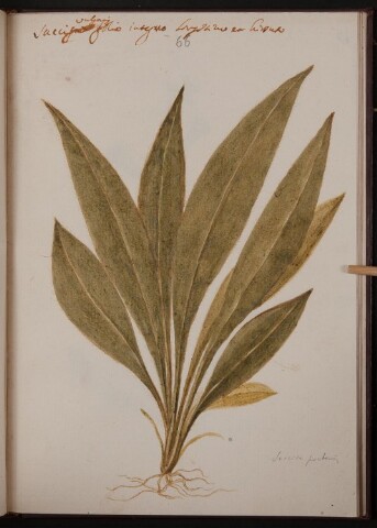 Anteprima dell'oggetto