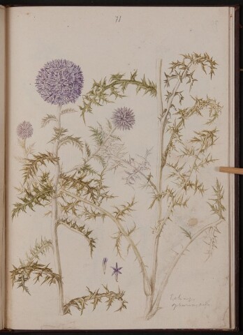 Anteprima dell'oggetto