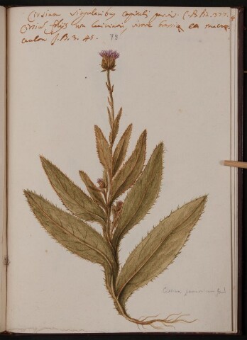 Anteprima dell'oggetto