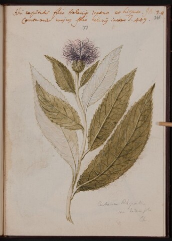 Anteprima dell'oggetto