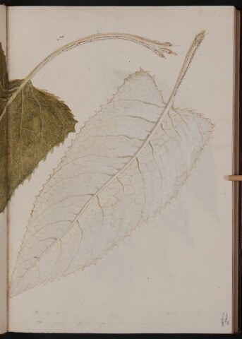 Anteprima dell'oggetto