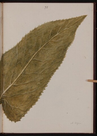 Anteprima dell'oggetto