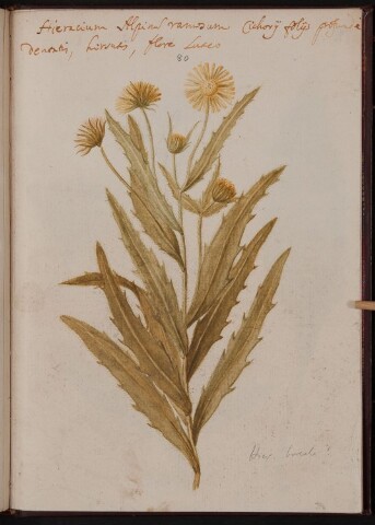 Anteprima dell'oggetto