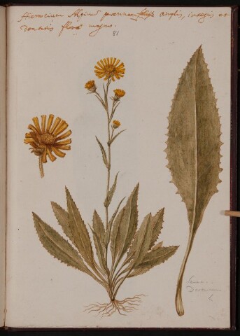 Anteprima dell'oggetto