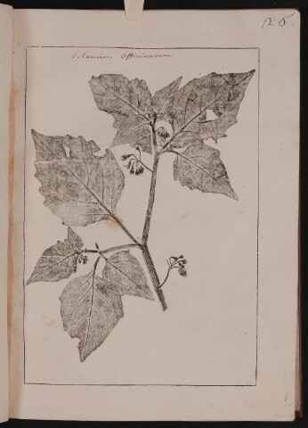 Anteprima dell'oggetto