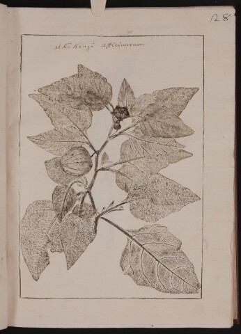 Anteprima dell'oggetto