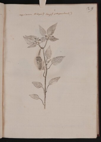 Anteprima dell'oggetto