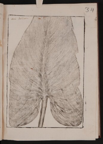 Anteprima dell'oggetto