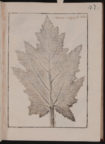 Anteprima dell'oggetto