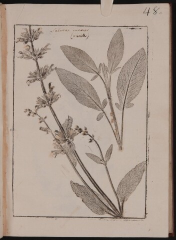 Anteprima dell'oggetto