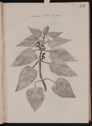 Anteprima dell'oggetto