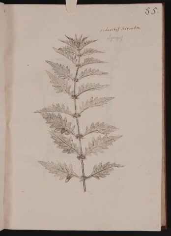 Anteprima dell'oggetto