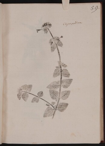 Anteprima dell'oggetto