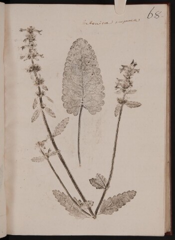 Anteprima dell'oggetto