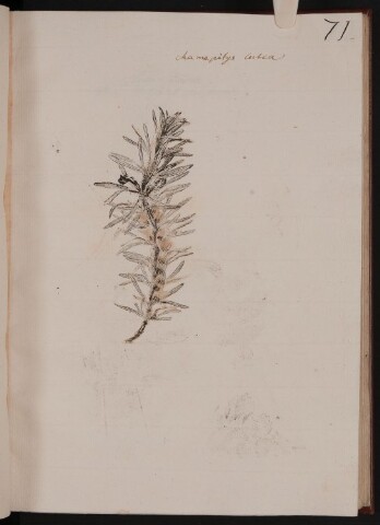 Anteprima dell'oggetto