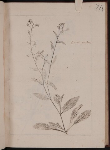 Anteprima dell'oggetto