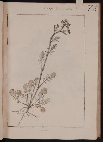 Anteprima dell'oggetto