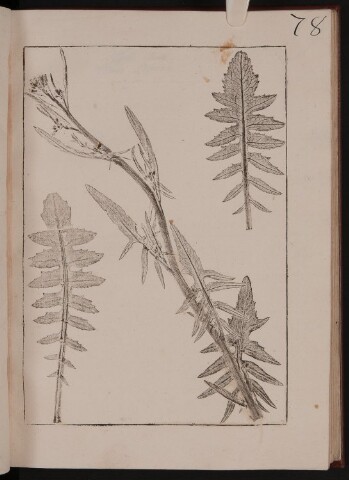 Anteprima dell'oggetto