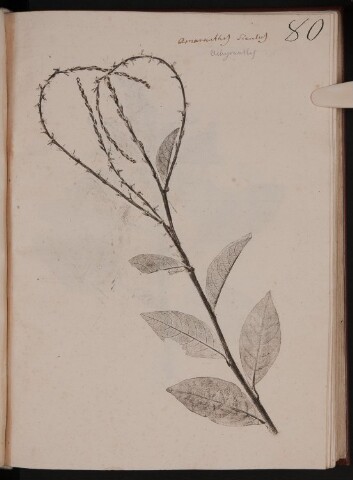 Anteprima dell'oggetto