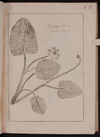 Anteprima dell'oggetto