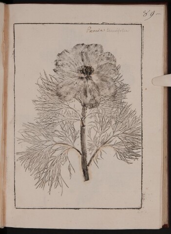 Anteprima dell'oggetto