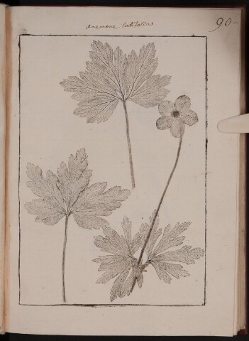 Anteprima dell'oggetto