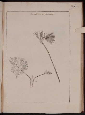 Anteprima dell'oggetto