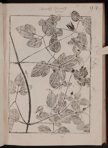 Anteprima dell'oggetto