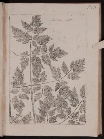 Anteprima dell'oggetto