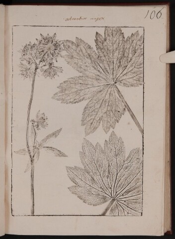 Anteprima dell'oggetto