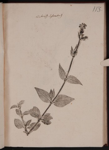 Anteprima dell'oggetto