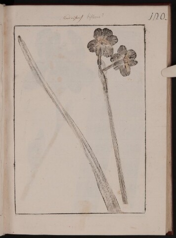 Anteprima dell'oggetto