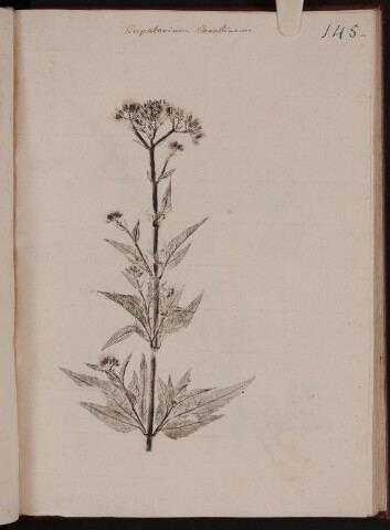 Anteprima dell'oggetto