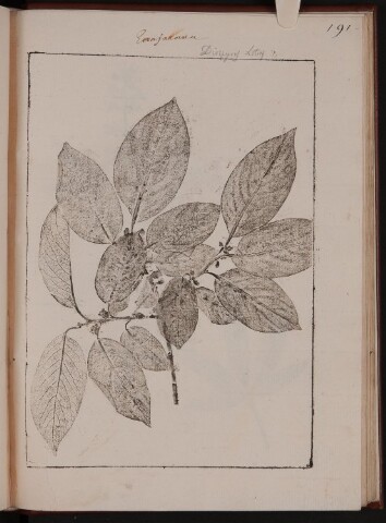 Anteprima dell'oggetto